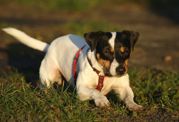 Jack Russell Terier