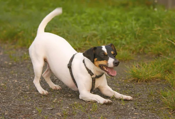 Jack Russell Terier