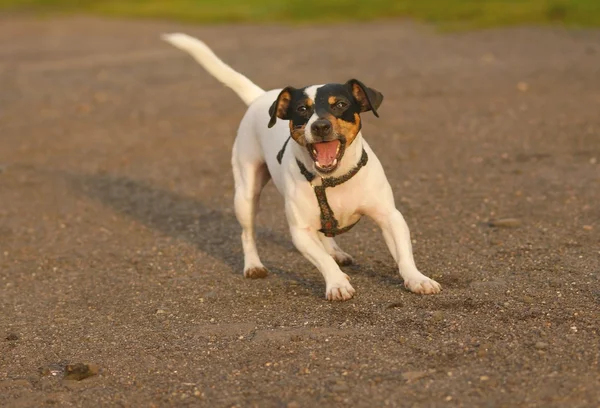 Jack Russell Terier — Stock Fotó