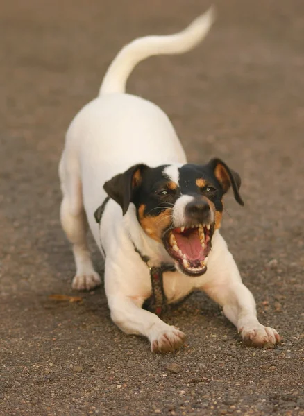 Jack Russell Terier