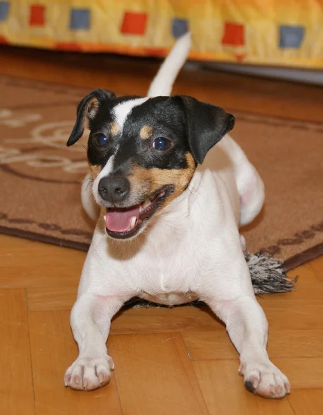 Jack Russell Terier — Foto de Stock