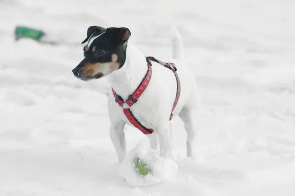Jack Russell Terier