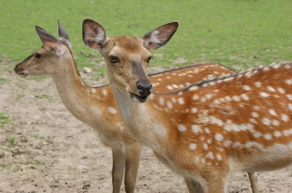 Fallow-deer — Stock fotografie