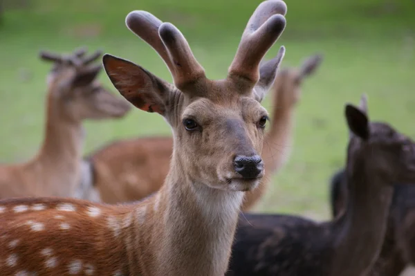 Fallow-deer — Stock Photo, Image