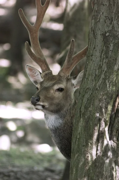 Fallow-deer — Stock Photo, Image