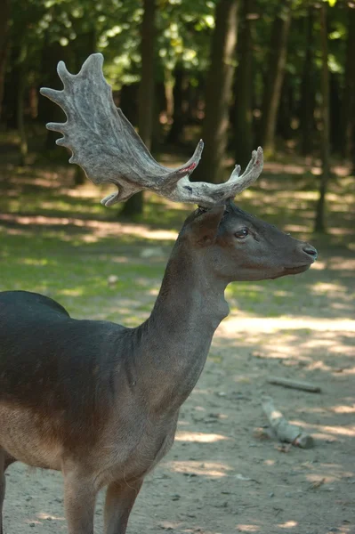 Fallow-deer — Fotografie, imagine de stoc