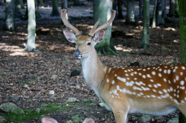 Damhirsche — Stockfoto