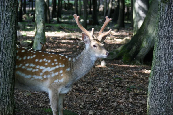 Fallow-hjort — Stockfoto