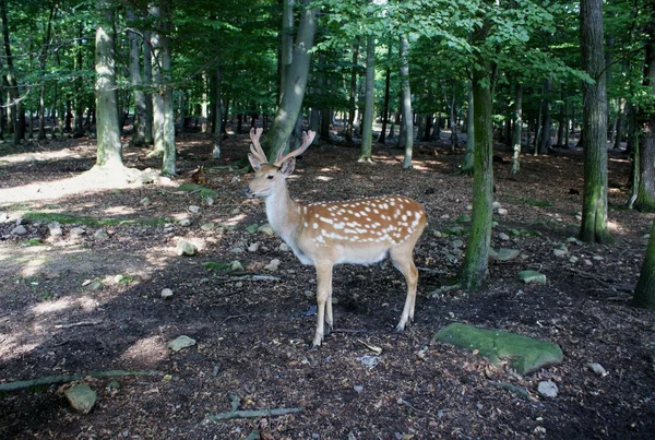 Fallow-deer — Fotografie, imagine de stoc