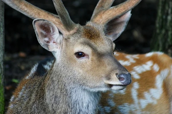 Fallow-deer — Fotografie, imagine de stoc