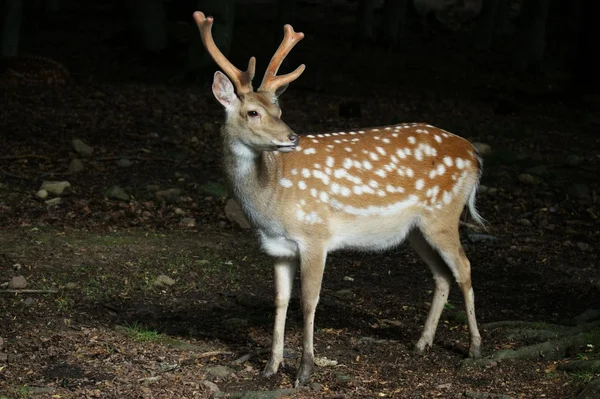 Fallow-deer — Fotografie, imagine de stoc