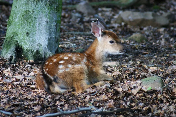 Fallow-deer — Stock Photo, Image
