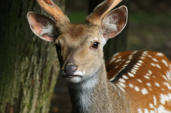 Fallow-hjort — Stockfoto