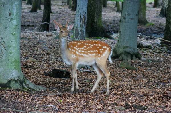 Fallow-hjort — Stockfoto