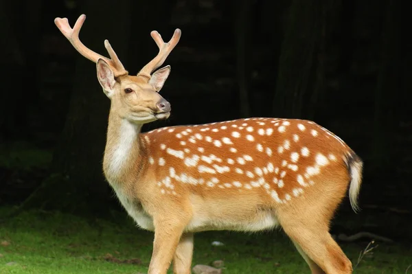 Fallow-deer — Stock Photo, Image
