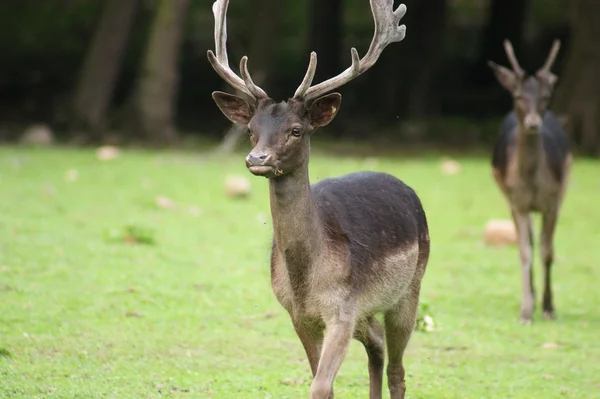 Fallow-deer — Stock fotografie