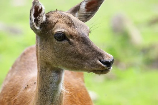 Fallow-deer — Stock Photo, Image