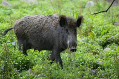 Yaban domuzu bir takas üzerinde