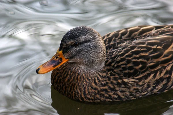 Eenden — Stockfoto