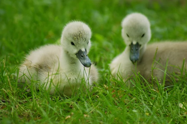 Zwaan — Stockfoto