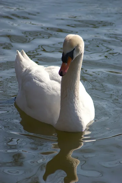 Svanen — Stockfoto