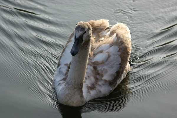 Swan — Stock Photo, Image