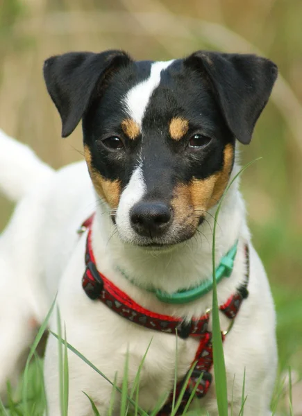 Jack Russell Terier — Zdjęcie stockowe