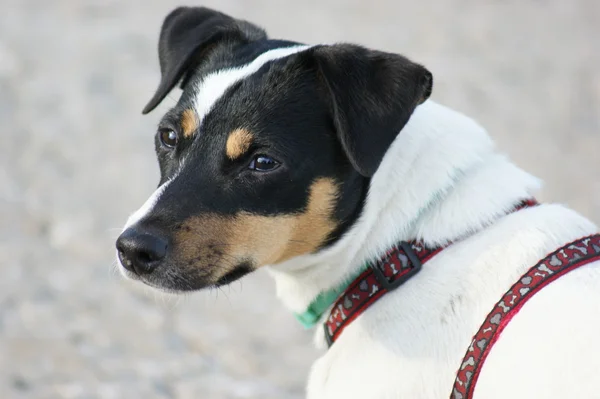 Jack Russell Terier — Zdjęcie stockowe