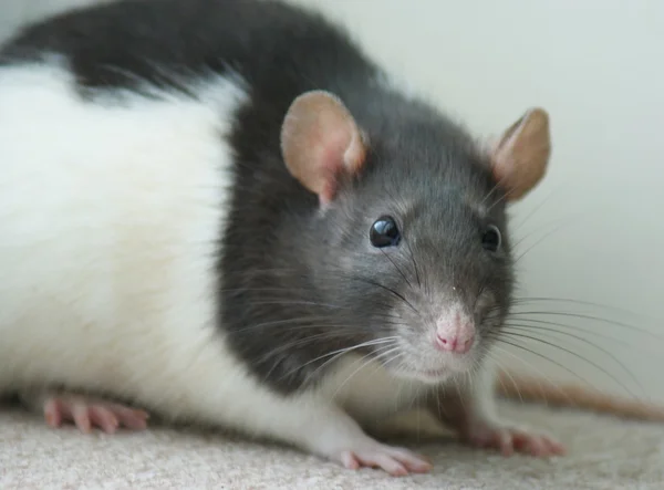 Cachorros de ratas — Foto de Stock