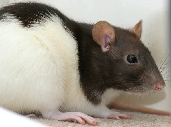 Cachorros de ratas — Foto de Stock