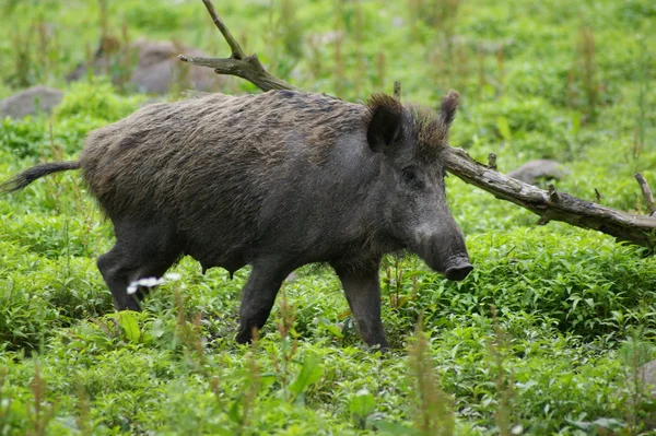 Wild boar on a clearing — Stock Photo, Image