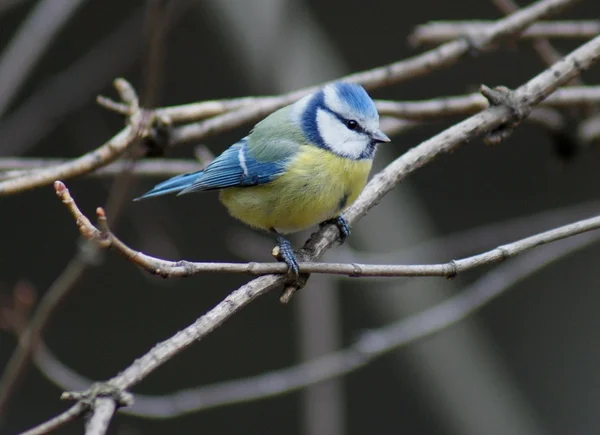 Tit no parque — Fotografia de Stock