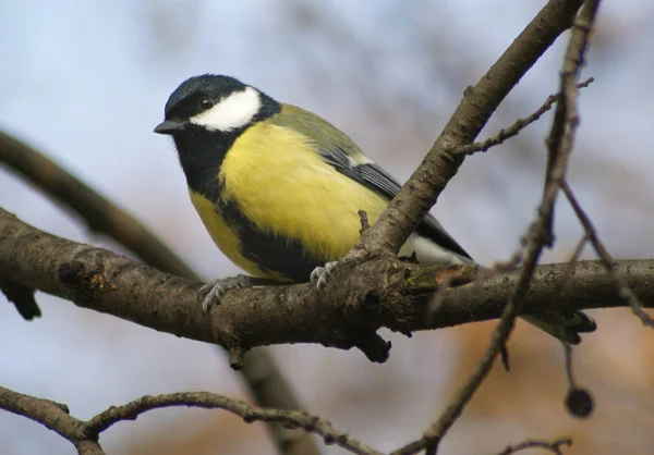 Mezen in het park — Stockfoto