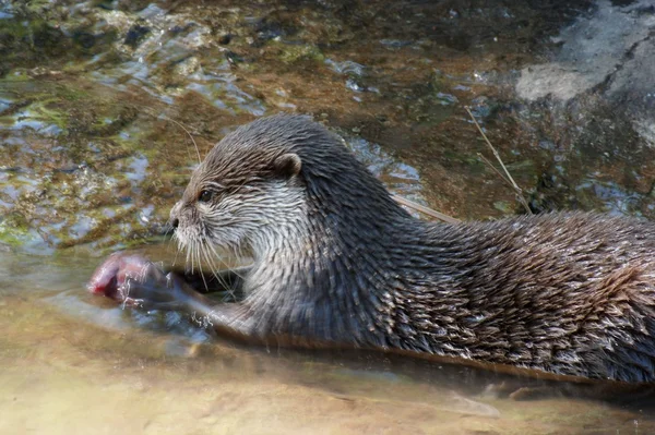 Otter. — Foto de Stock
