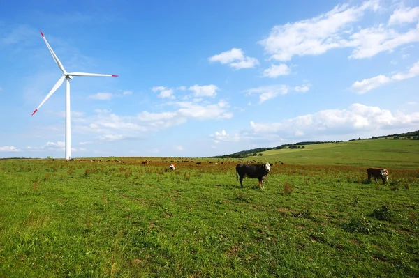 Cows on pasture — Stock Photo, Image