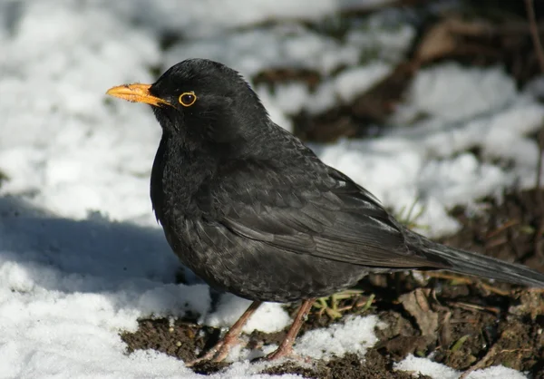 Bladvogel — Stockfoto