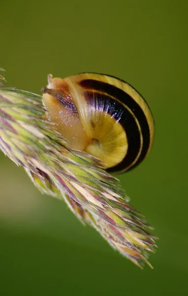蜗牛在草 — 图库照片