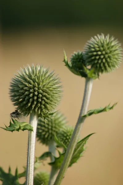 Thistle çiçek — Stok fotoğraf