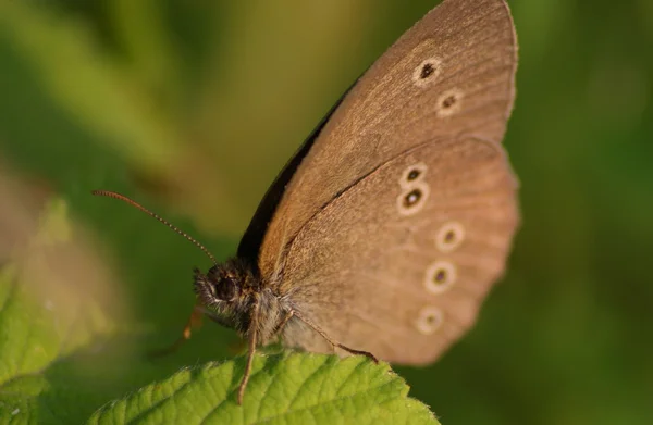 Бабочка в траве — стоковое фото