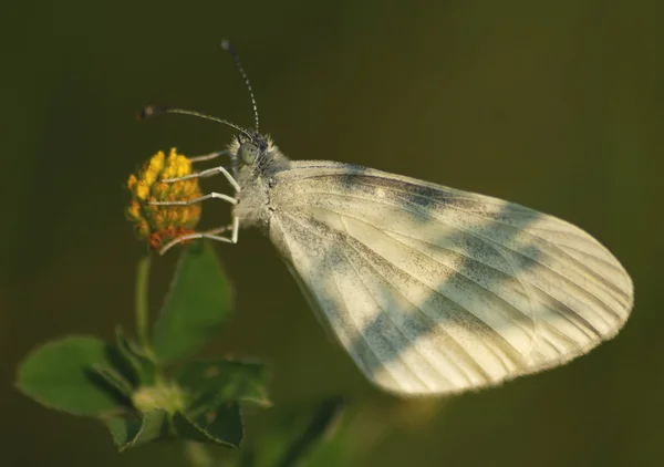 Метелик в траві — стокове фото