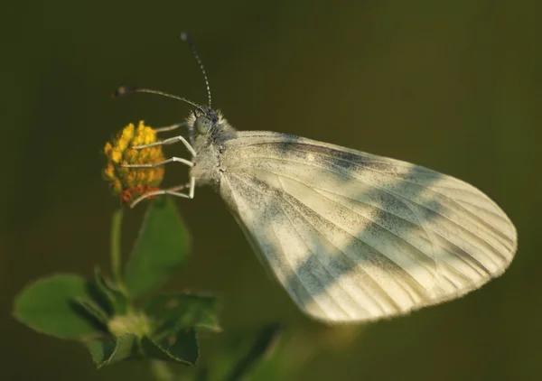 Borboleta na grama — Fotografia de Stock