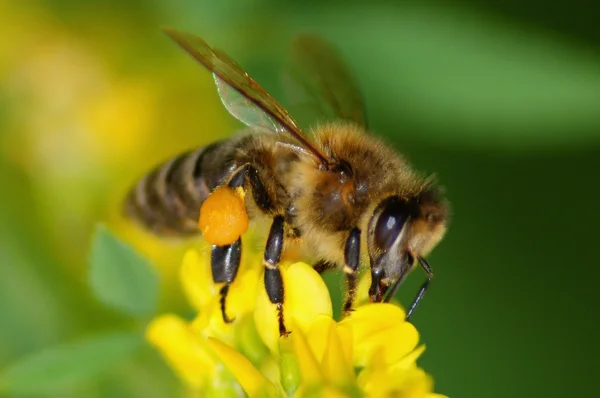 Bee on flower — Stock Photo, Image