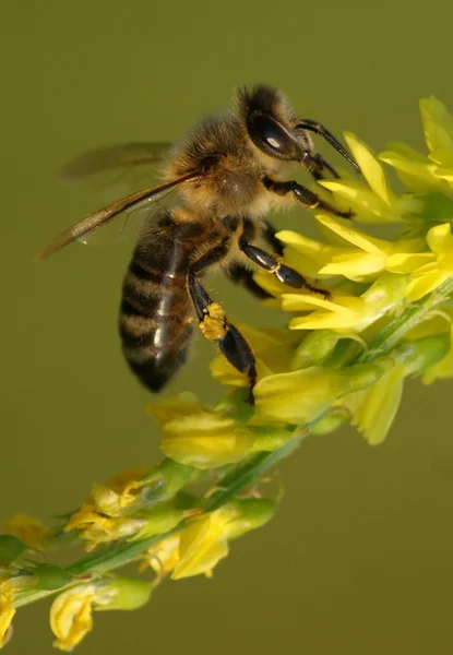 Bee on flower — Stock Photo, Image