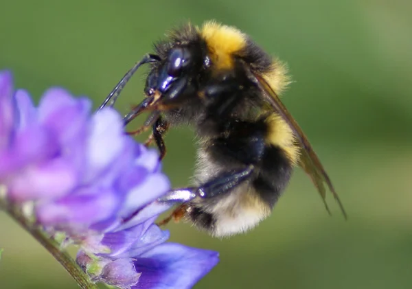 Bumblebee on a flower — Stock Photo, Image