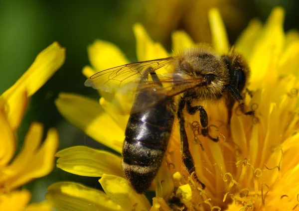 Bee on dandelion — Stock Photo, Image