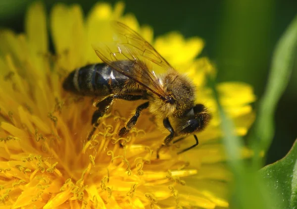 Bee on dandelion — Stock Photo, Image