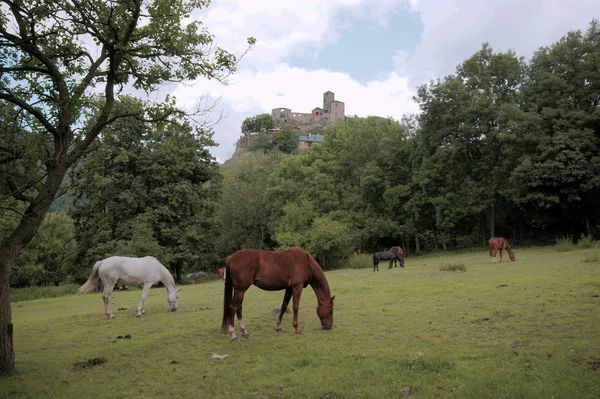 Republica Cehă, castelul Strekov — Fotografie, imagine de stoc