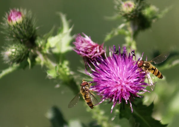 Thistle flower — Stock Photo, Image