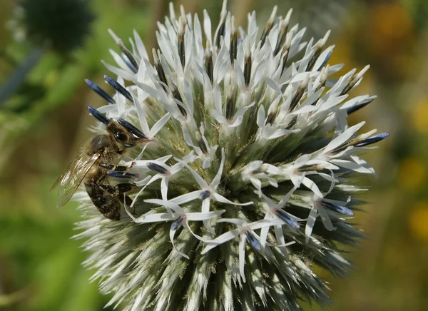 Thistle flower — Stock Photo, Image