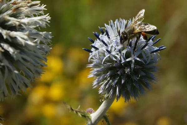 Thistle flower — Stock Photo, Image